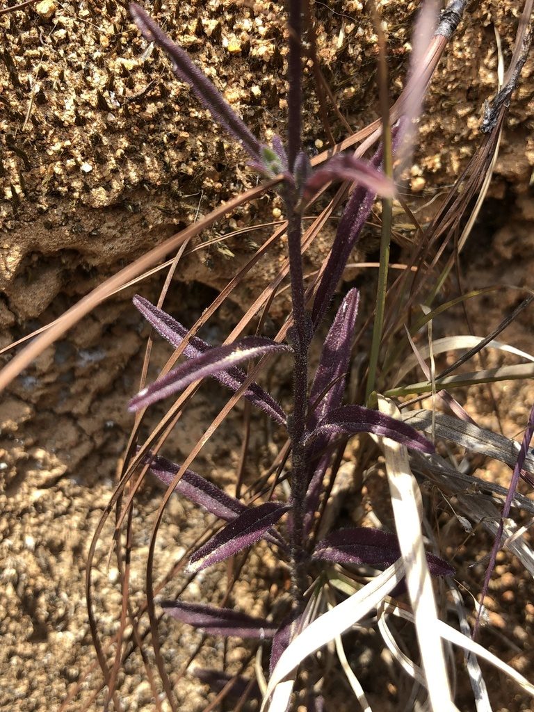 Buchnera obliqua, photographed by Skjold Søndergaard