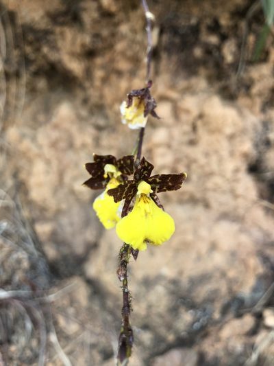 Oncidium graminifolium, photographed by Skjold Søndergaard