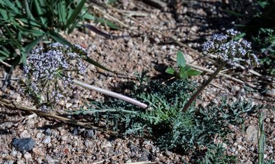 Lomatium nevadense, photographed by Andrew Tree