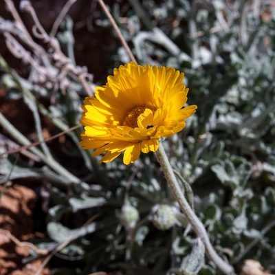 Baileya multiradiata, photographed by Andrew Tree