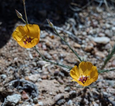 Linum puberulum, photographed by Andrew Tree