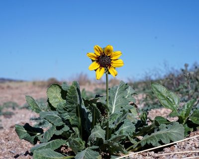 Berlandiera lyrata, photographed by Andrew Tree