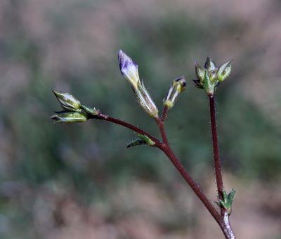 Gilia mexicana, photographed by Andrew Tree