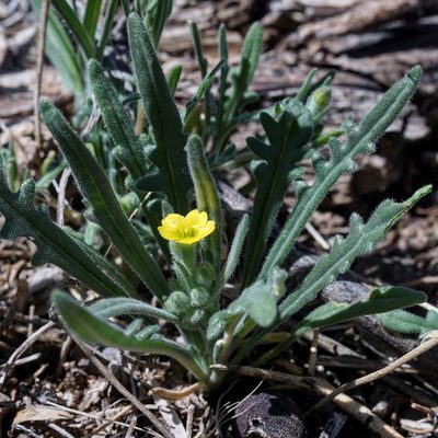 Mentzelia albicaulis, photographed by Andrew Tree