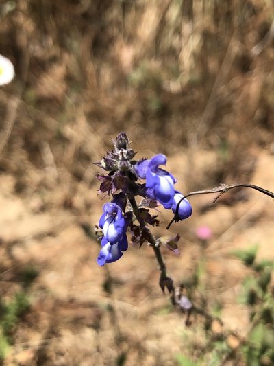 Salvia setulosa, photographed by Skjold Søndergaard