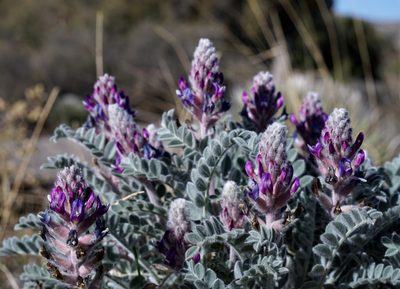 Astragalus mollissimus, photographed by Andrew Tree