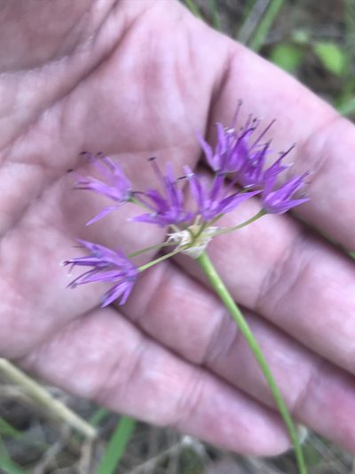 Allium columbianum, photographed by Cindy Bell