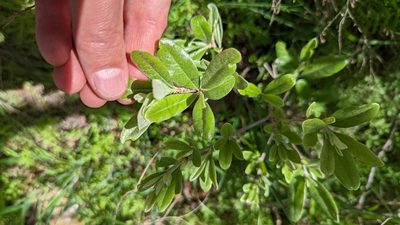 Sideroxylon lanuginosum, photographed by Chris Hughes
