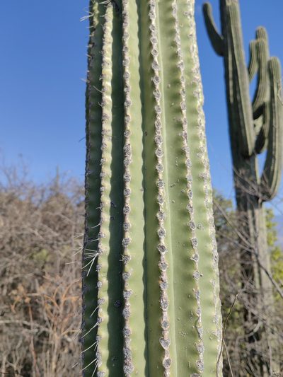 Cephalocereus nudus, photographed by Eugenio Padilla