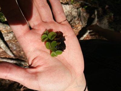 Salvinia minima, photographed by runcator