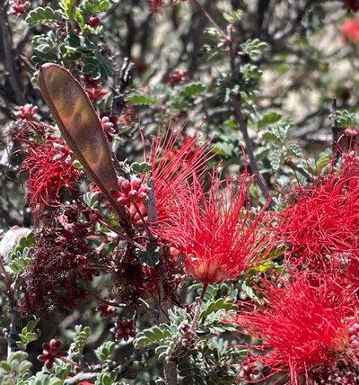 Calliandra californica, photographed by Irene