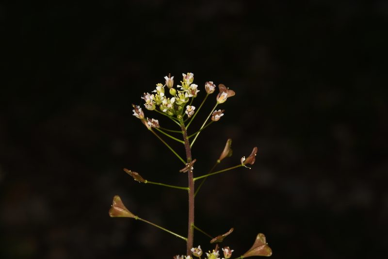 Capsella rubella, photographed by Julien Renoult