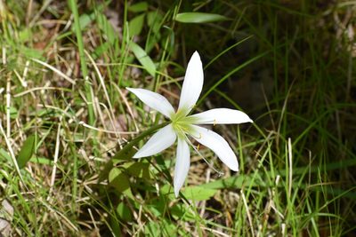 Zephyranthes atamasco, photographed by Ryan Watson