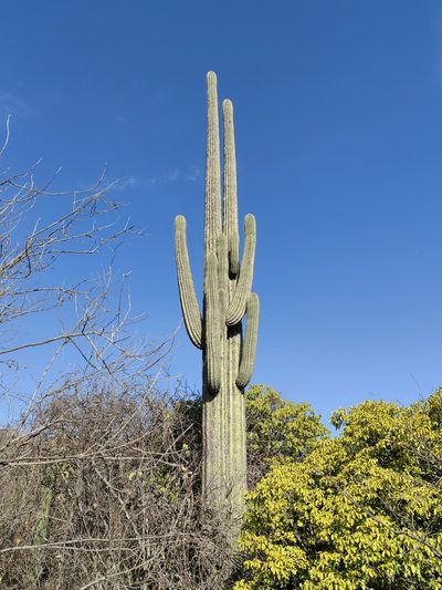 Cephalocereus nudus, photographed by Eugenio Padilla
