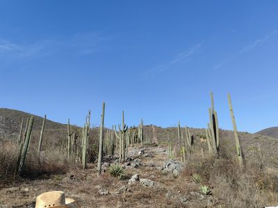 Cephalocereus nudus, photographed by Eugenio Padilla