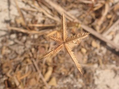 Dactyloctenium aegyptium, photographed by Alexis Tinker-Tsavalas