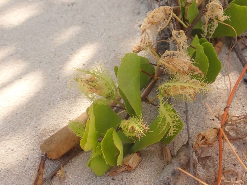 Passiflora pectinata, photographed by Alexis Tinker-Tsavalas