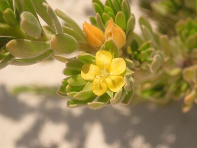 Suriana maritima, photographed by Alexis Tinker-Tsavalas