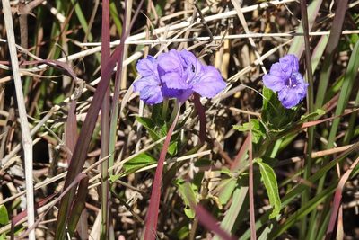 Ruellia lactea, photographed by Neptalí Ramírez Marcial
