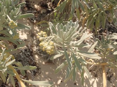Tournefortia gnaphalodes, photographed by Alexis Tinker-Tsavalas