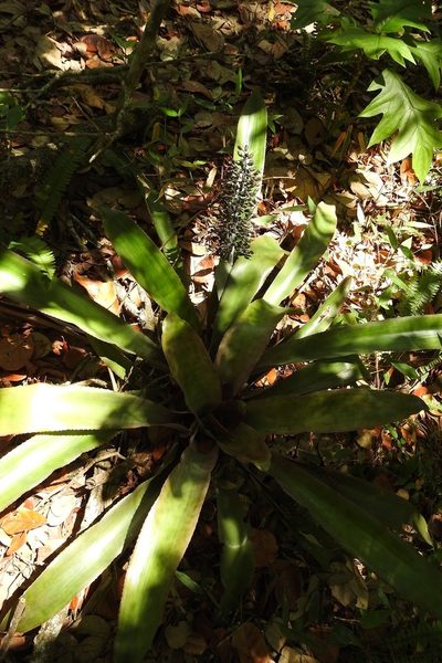 Aechmea lueddemanniana, photographed by Neptalí Ramírez Marcial