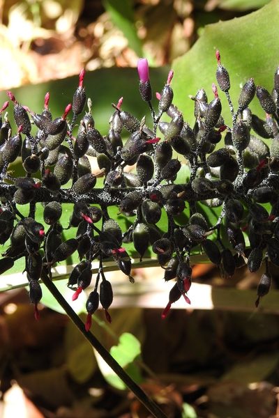 Aechmea lueddemanniana, photographed by Neptalí Ramírez Marcial