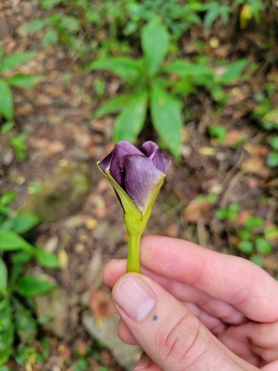 Mandevilla veraguasensis, photographed by Jake Rehage