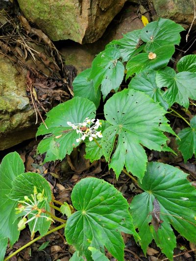 Begonia involucrata, photographed by Jake Rehage