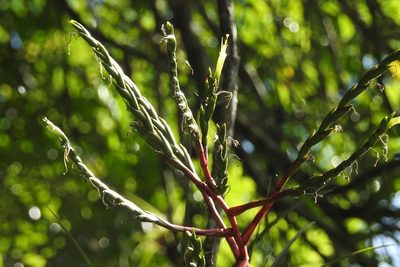 Tillandsia elusiva, photographed by Neptalí Ramírez Marcial