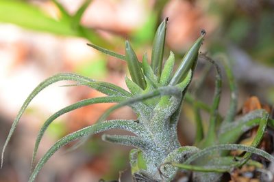 Tillandsia pruinosa, photographed by Neptalí Ramírez Marcial