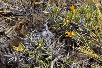 Chuquiraga aurea, photographed by Hugo Hulsberg