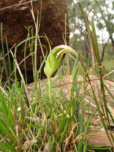 Pterostylis ampliata, photographed by Samuel Frankel