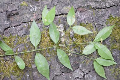 Crossopetalum parviflorum, photographed by Neptalí Ramírez Marcial