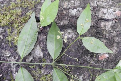 Crossopetalum parviflorum, photographed by Neptalí Ramírez Marcial