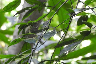 Crossopetalum parviflorum, photographed by Neptalí Ramírez Marcial