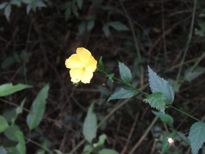 Pavonia sepium, photographed by Gustavo Puente