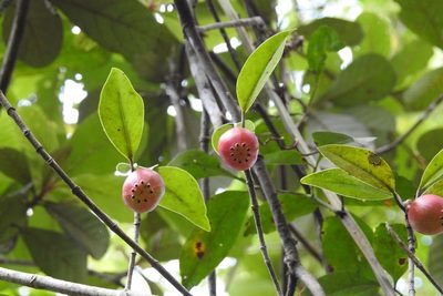 Clusia minor, photographed by Neptalí Ramírez Marcial