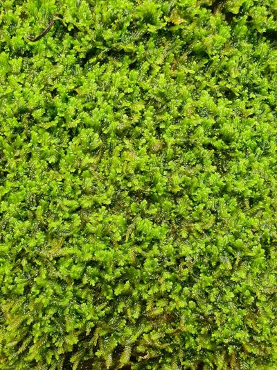 Saccogyna viticulosa, photographed by Jonathan Hughes