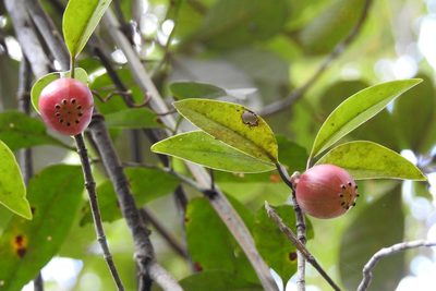 Clusia minor, photographed by Neptalí Ramírez Marcial