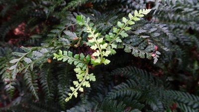 Polystichum proliferum, photographed by Yoav Daniel Bar-Ness