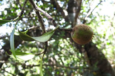 Clusia minor, photographed by Neptalí Ramírez Marcial