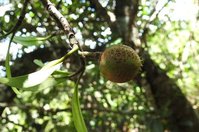 Clusia minor, photographed by Neptalí Ramírez Marcial