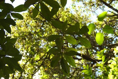 Terminalia amazonia, photographed by Neptalí Ramírez Marcial