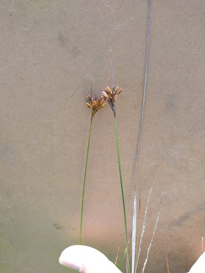 Juncus occidentalis, photographed by Rob Cuthrell