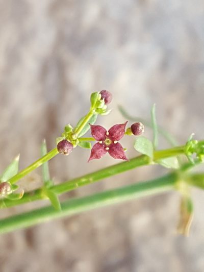 Galium wrightii, photographed by Alex Abair
