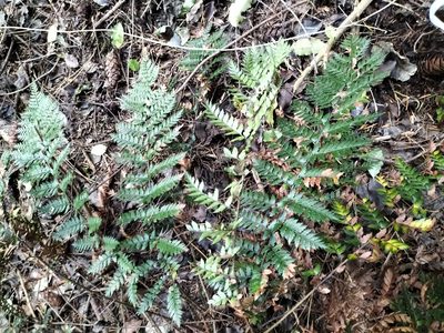 Polystichum oculatum, photographed by Colin Meurk