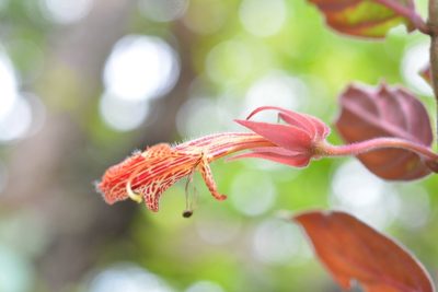 Columnea schiedeana, photographed by Neptalí Ramírez Marcial