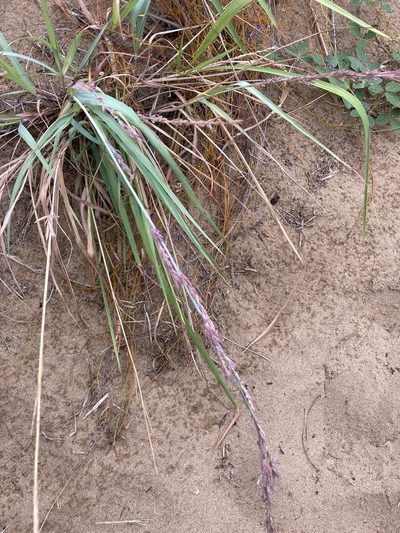 Eragrostis interrupta, photographed by Bethlea Bell