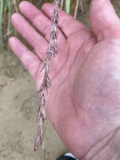 Eragrostis interrupta, photographed by Bethlea Bell