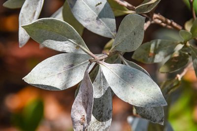 Conocarpus erectus, photographed by Jay Pruett